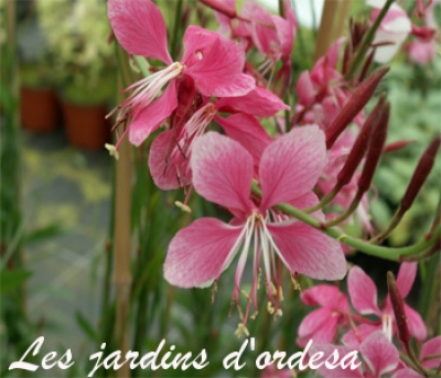 Gaura lindh sunset dreams
